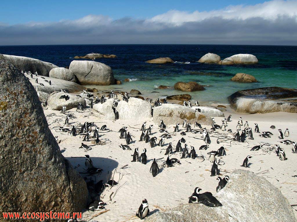  ,  ,    (Spheniscus demersus)    (Boulders Beach).
   (Simon's Town),    (Western Cape),   ,  