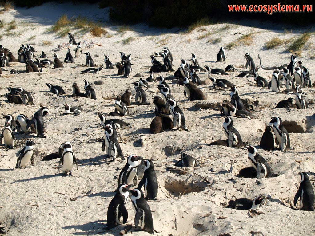 ,  ,    (Spheniscus demersus)         (Boulders Beach).
   (Simon's Town),    (Western Cape),   ,  