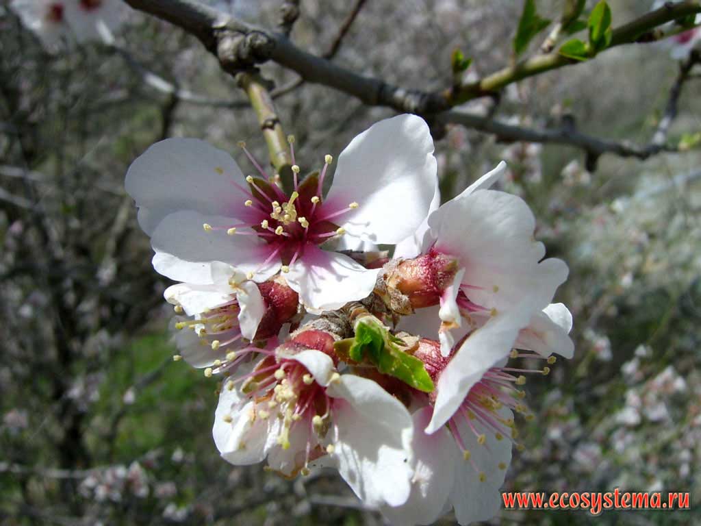   .    (Prunus persica)