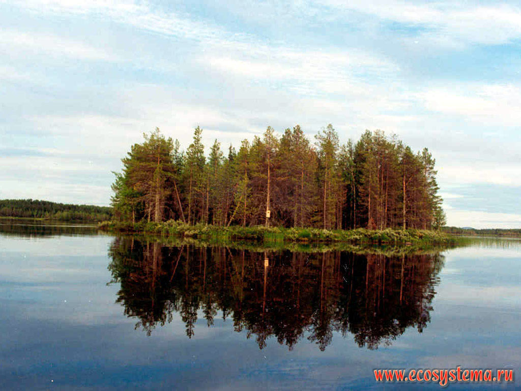 Lapland. Northern taiga. Island on the lake.