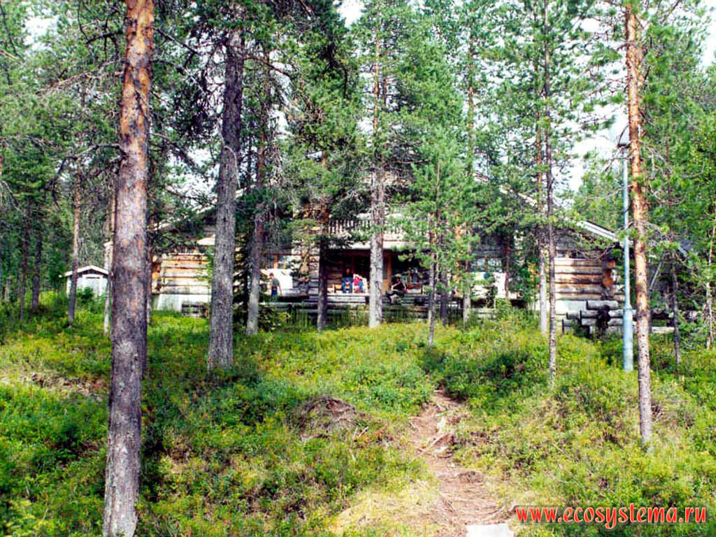 Lapland. Pine forest.