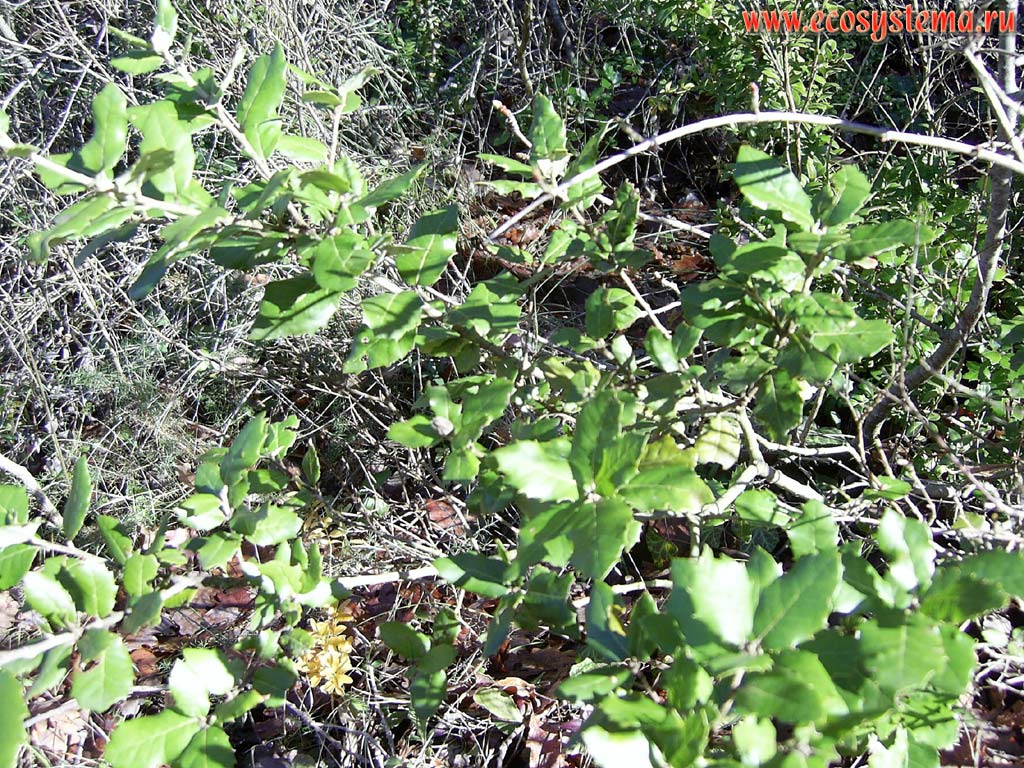 The Holly (Ilex) bush in the broadleaved Mediterranean forest. South France, Langeudoc, Narbonne area