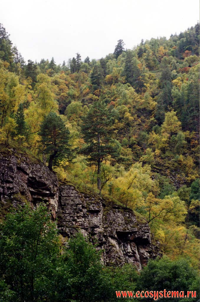 Birch-maple mountain forest (undersized and crooked) in the lower part of gorge, under avalanche