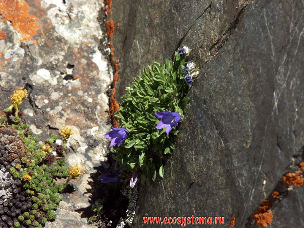 Caucasus bellflower (Campanula bellidifolia = C. argunensis = Hemisphaera bellidifolia)