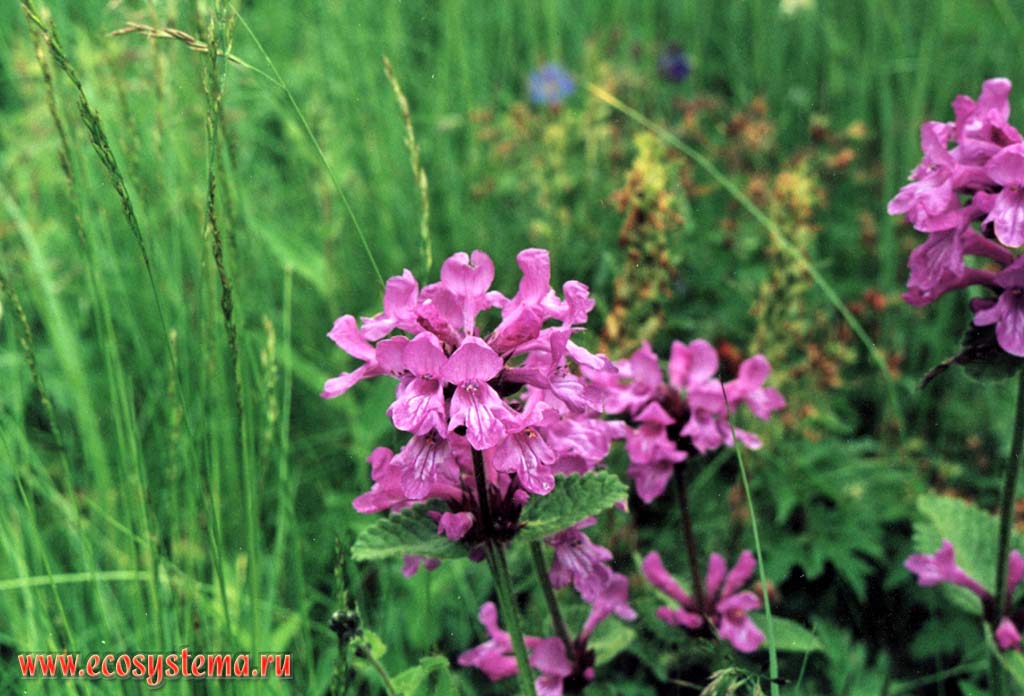 Betonica macrantha K. Koch = В. grandiflora Stev. ex Wild.