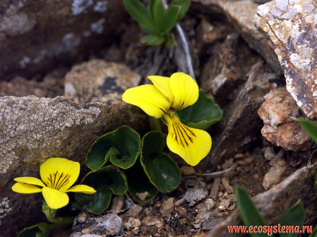 Altai Violet (Viola altaica Ker-Gawl.)