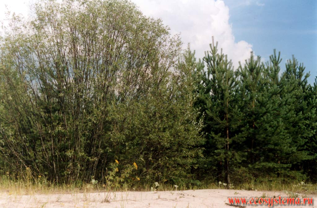    Salix acutifolia ( )        .
  ,  ,  