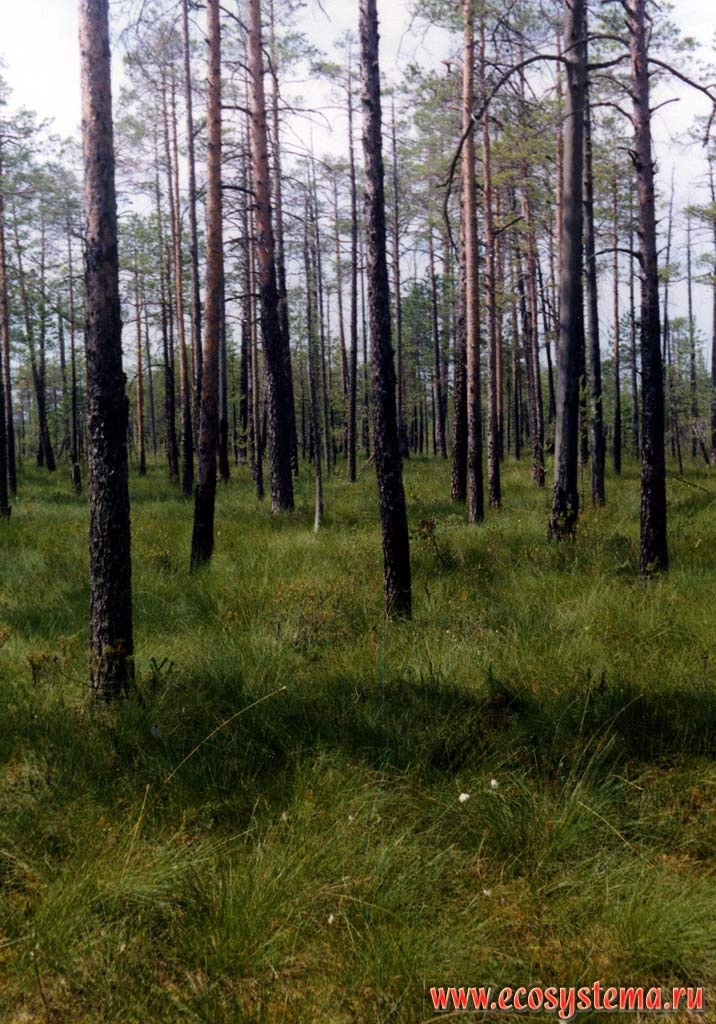 Sphagnum-otton-grassed pine forest (forest bog)