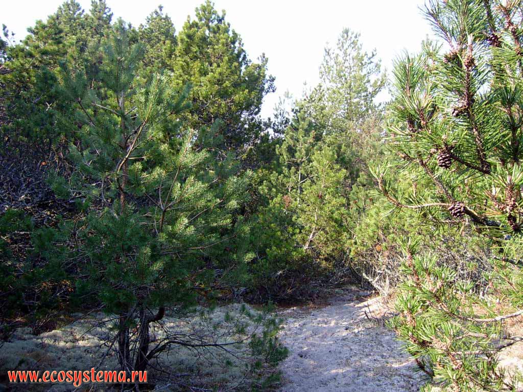  ()     (Pinus mugo)   () .
 ,    