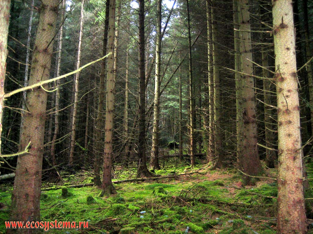 The coniferous forest with spruce predominance. Altitude is about 500 meters above sea level.
The Grampian Mountains, or Grampians, Northern Scottish Highlands, Scotland, Great Britain