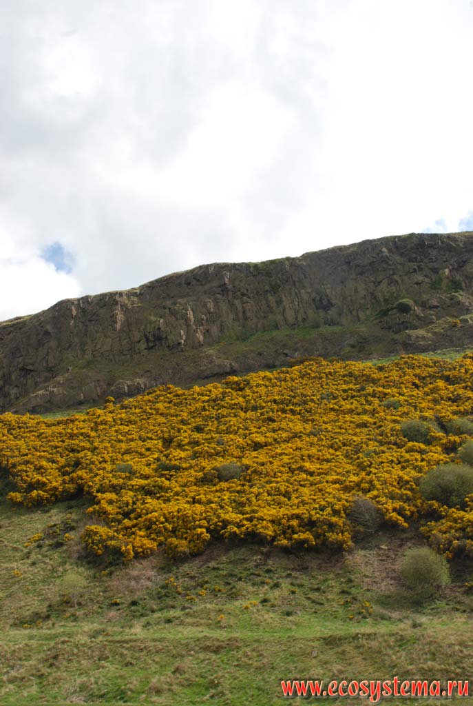 The mountain slopes covered with the Common Gorse (Ulex europaeus).
The Grampian Mountains, or Grampians, Northern Scottish Highlands, Scotland, Great Britain