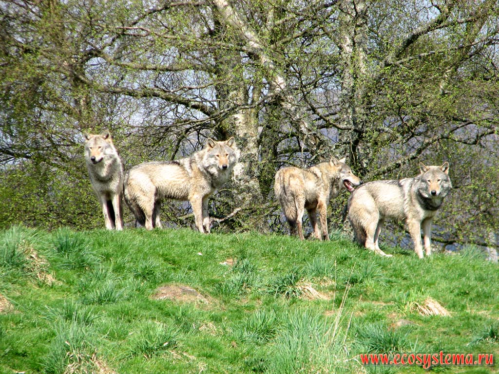 The grey wolf, or gray wolf (Canis lupus) family in the mini-zoo in Grampian Mountains, or Grampians. Northern Scottish Highlands, Scotland, Great Britain