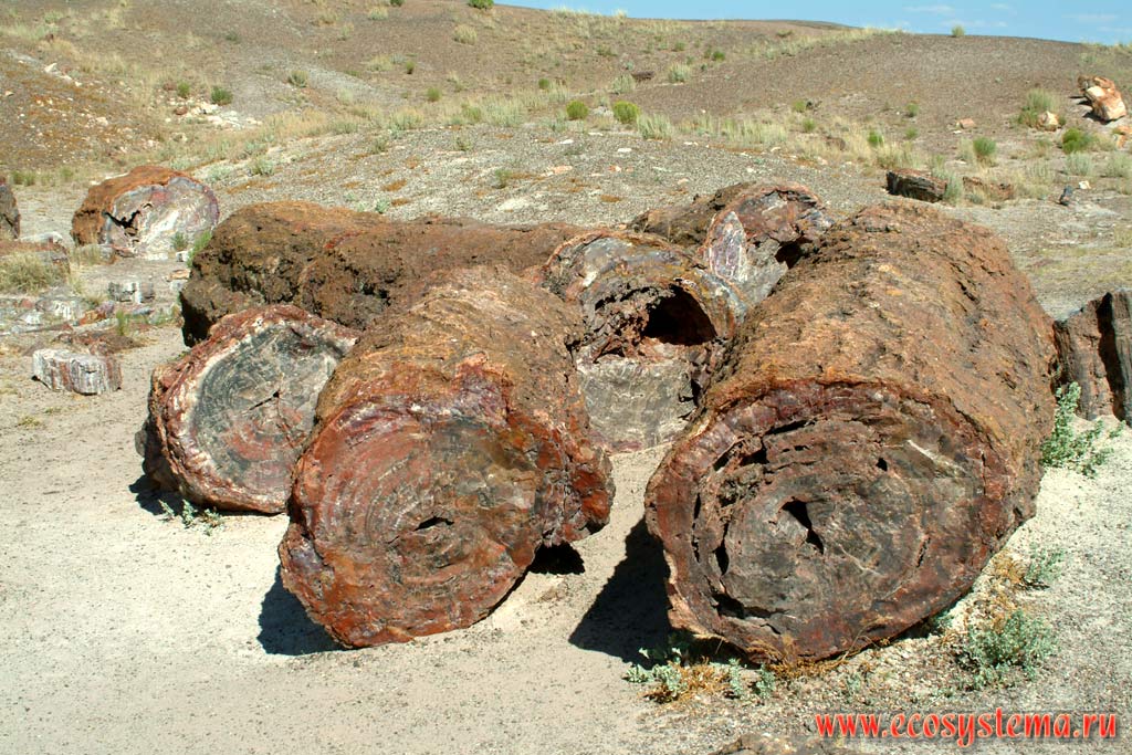         (Petrified Forest).
      - ,  