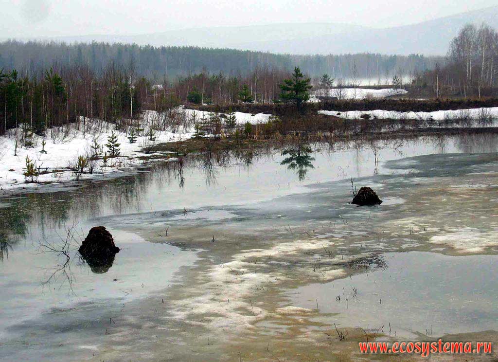 Musk-rat (musquash - Ondatra zibethica) lodges in spring (Middle Urals Mountains)