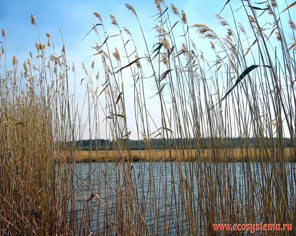 Reed bushes on the Solkin Channel