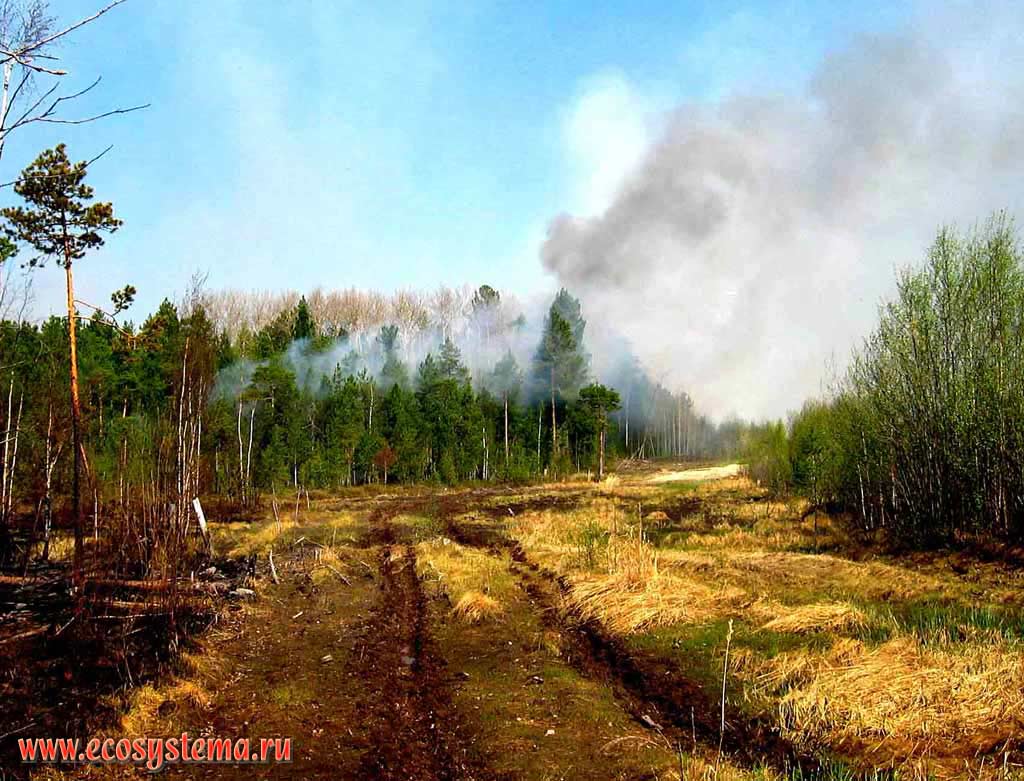 Forest fire near oil-pipe line