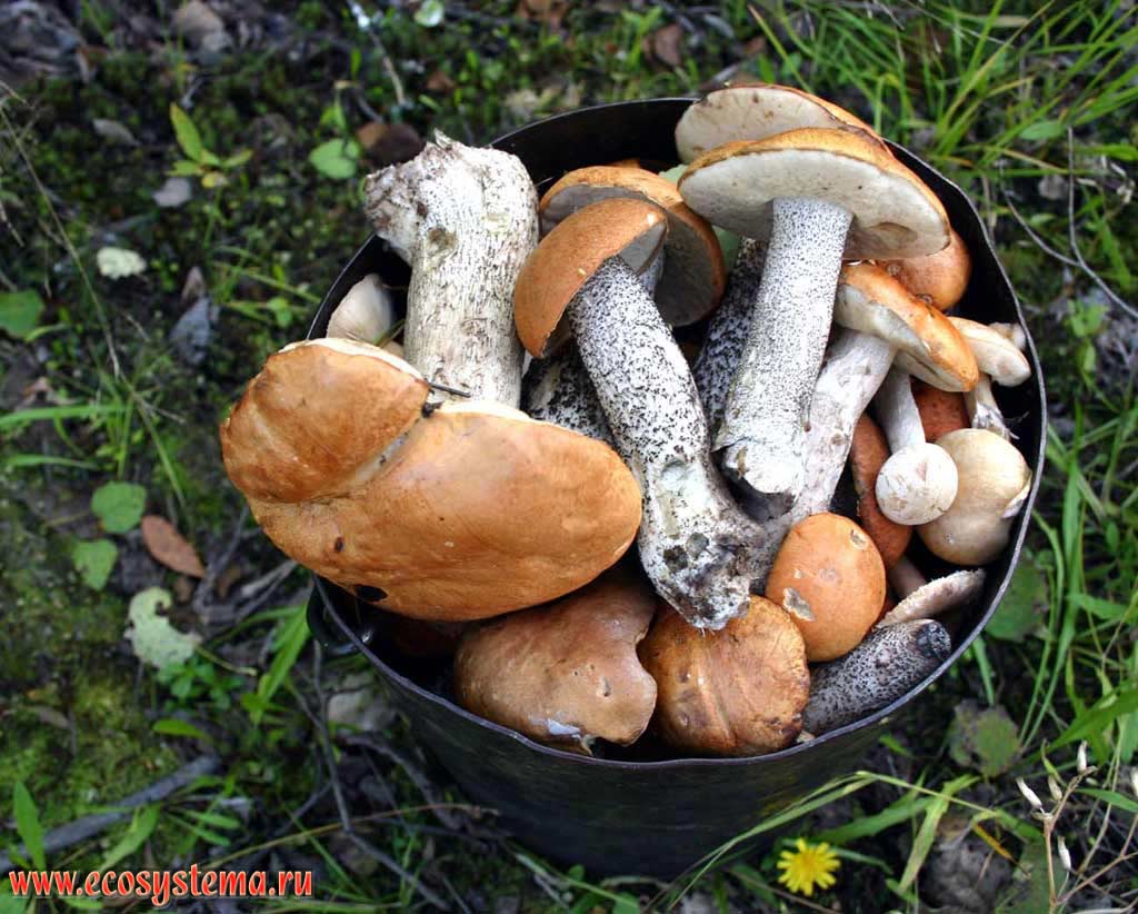 Mushroom harvest