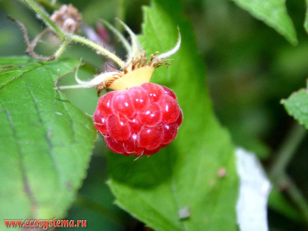 Rubus idaeus - Forest raspberry