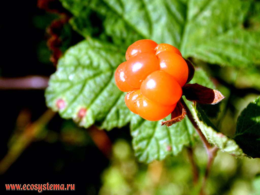 Rubus chamaemorus - Сloudberry