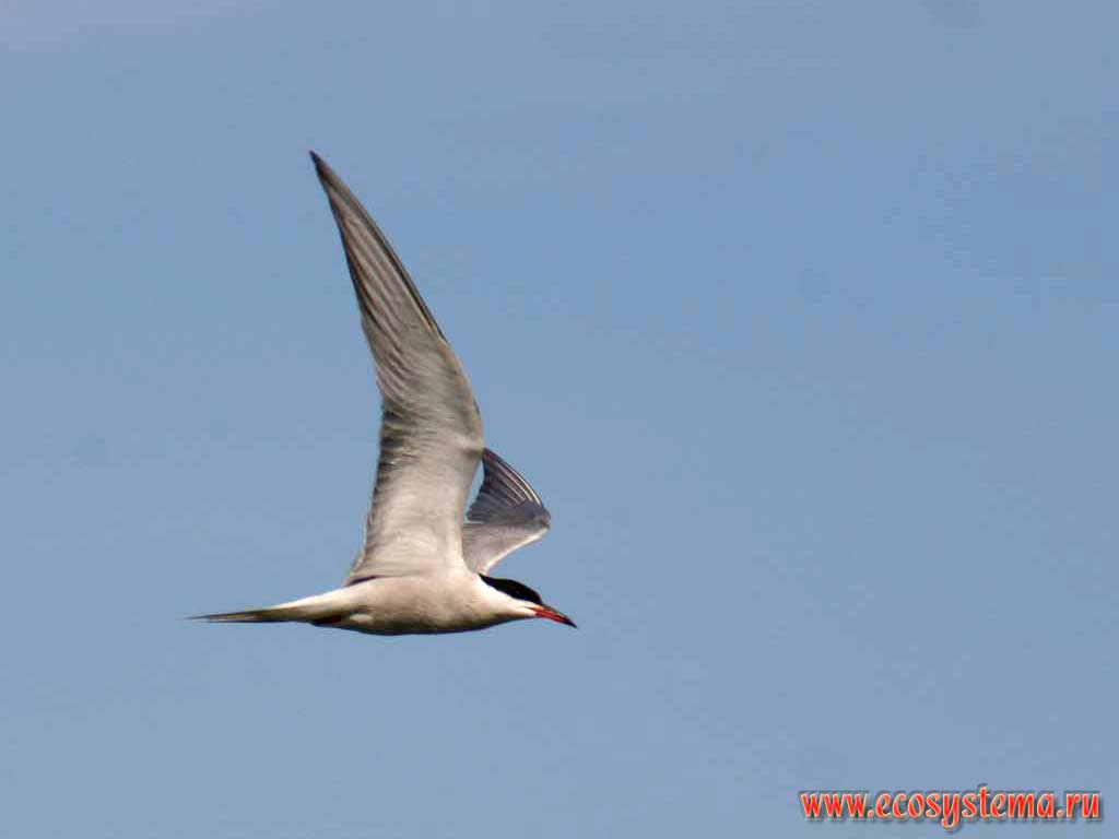 Sterna hirundo - Common tern