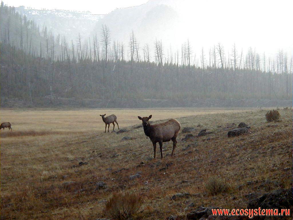 - (  , , ) - Cervus elaphus nelsoni (Rocky Mountain Elk).
  .    ,  - ,  ,  