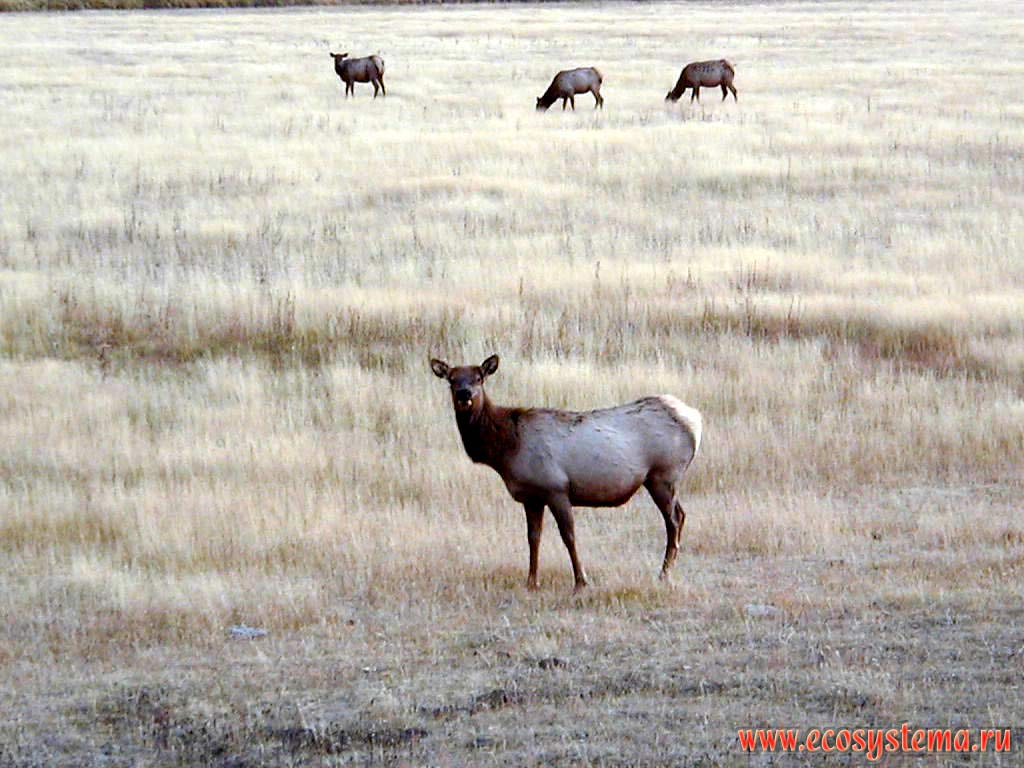 - (  , , ) - Cervus elaphus nelsoni (Rocky Mountain Elk).
  .    ,  - ,  ,  